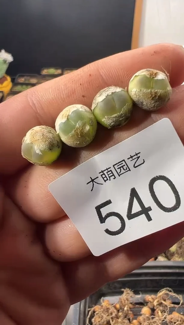 八***曼一物一拍         540