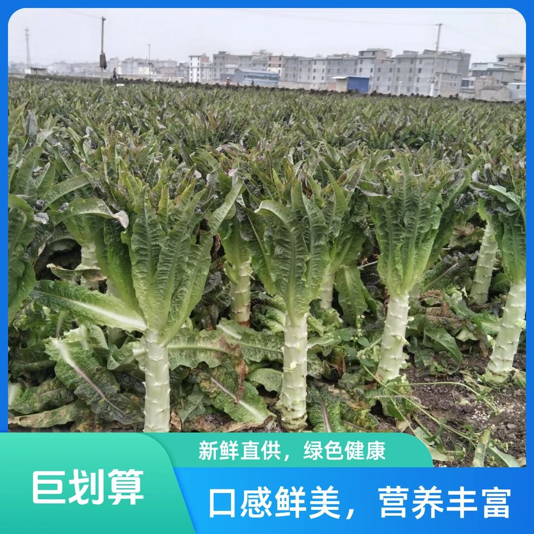 新鲜香莴笋红叶莴苣绿色时令蔬菜现摘现发农家自种新鲜菜 3斤 5斤