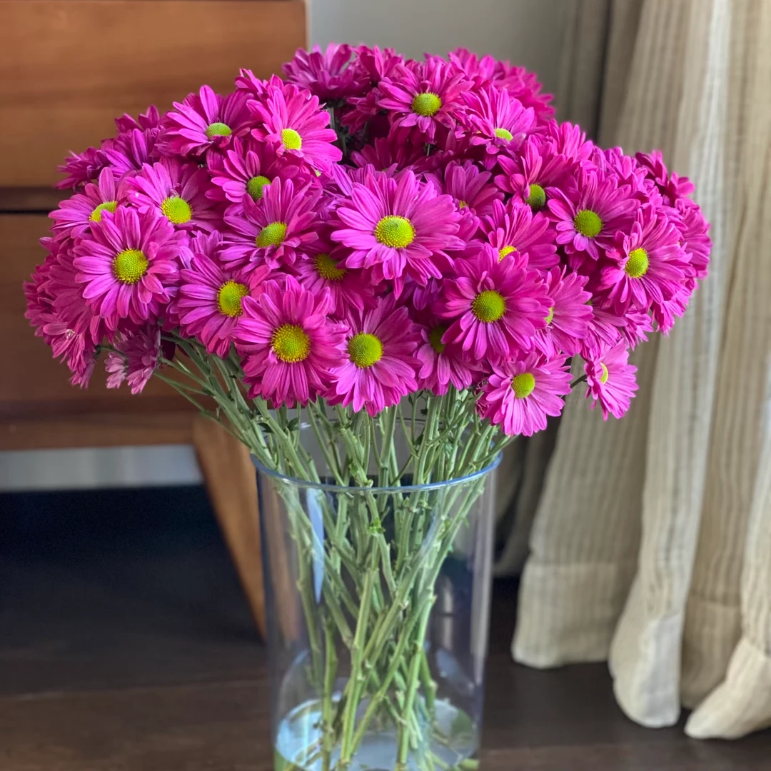 【云舍花卉】【紫色三文鱼】小菊 全场鲜花任意满两单及以上包邮发货
