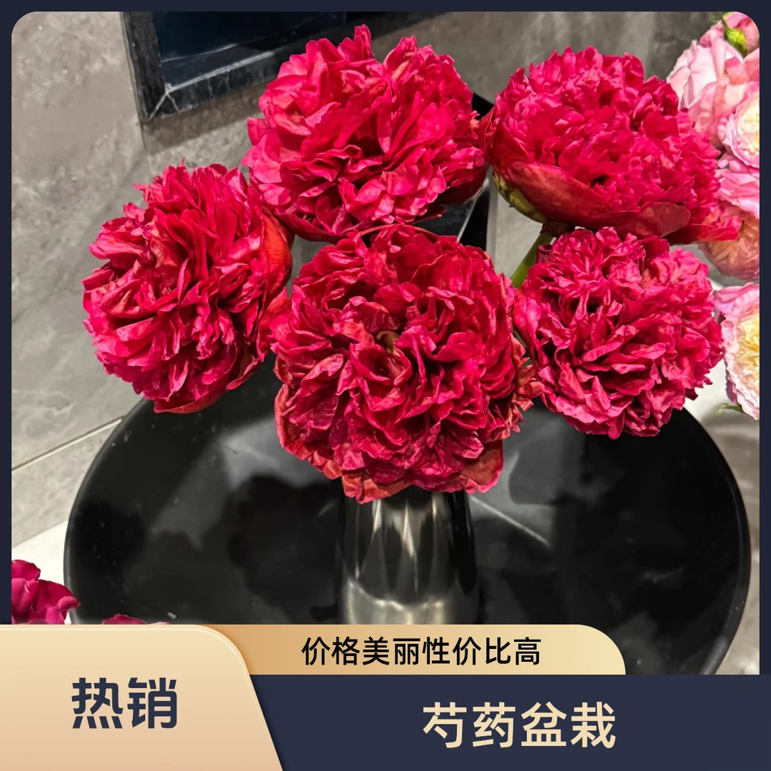 精品芍药花苗整根菏泽基地现挖现发