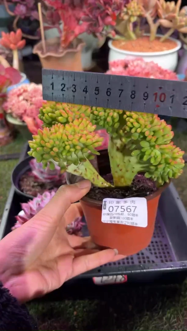 【闪购商品】07567