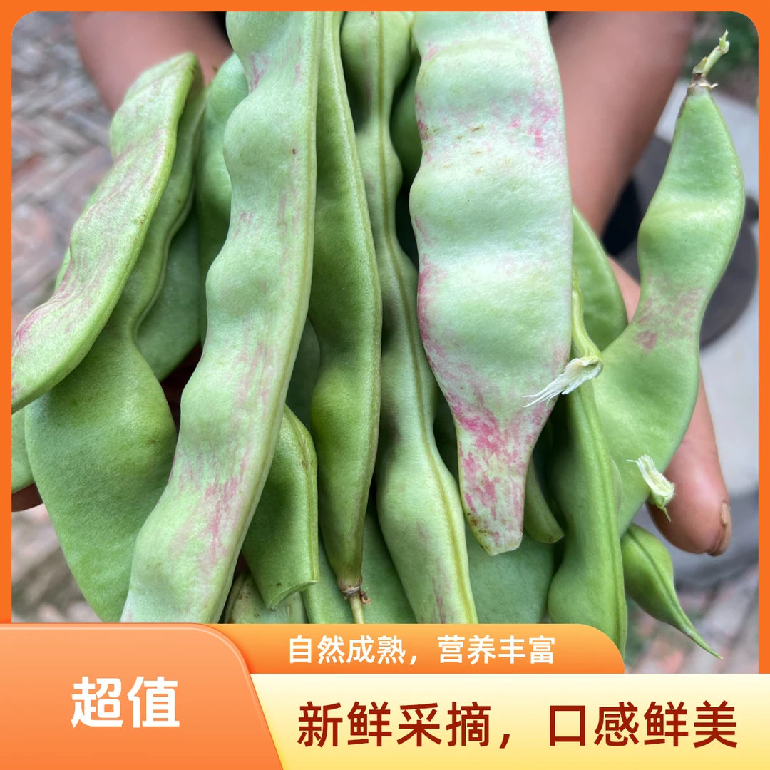 正宗牛粪油豆角新鲜现摘产地直发开锅烂