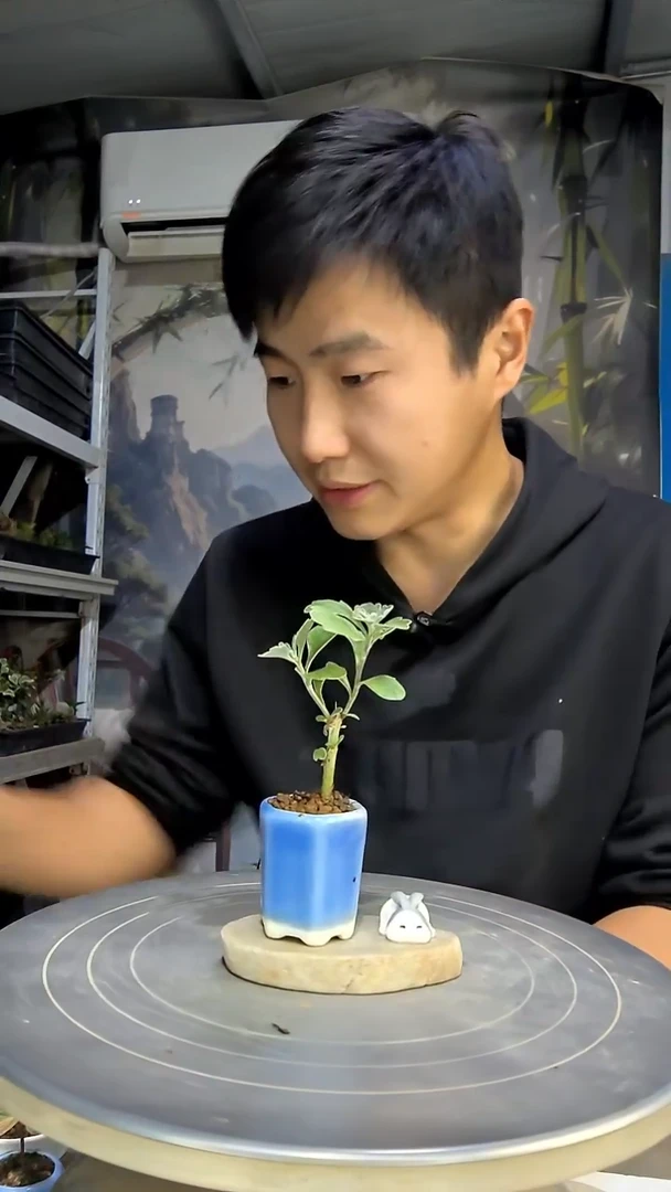 瑶*中青园艺一物一拍花442