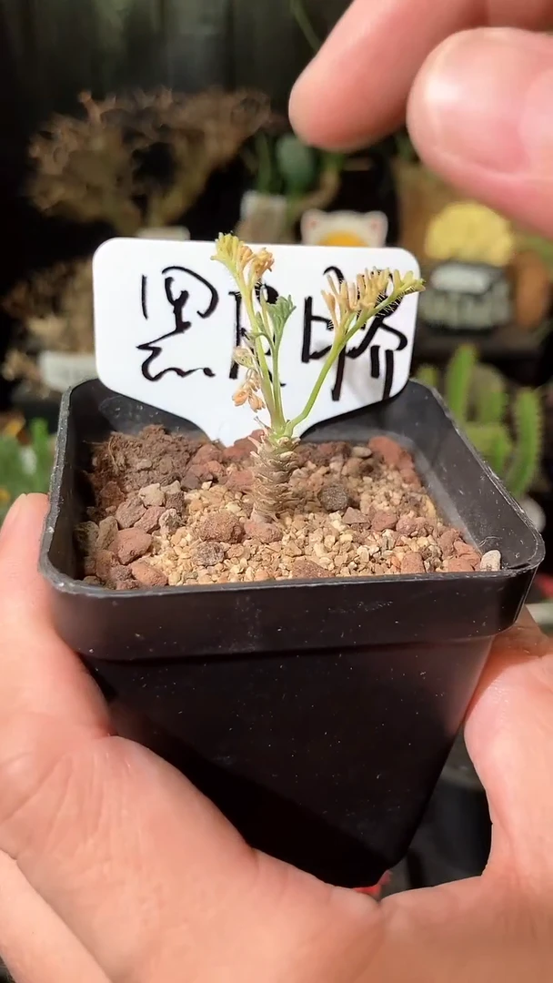 号925福利实生黑皮月界宝宝