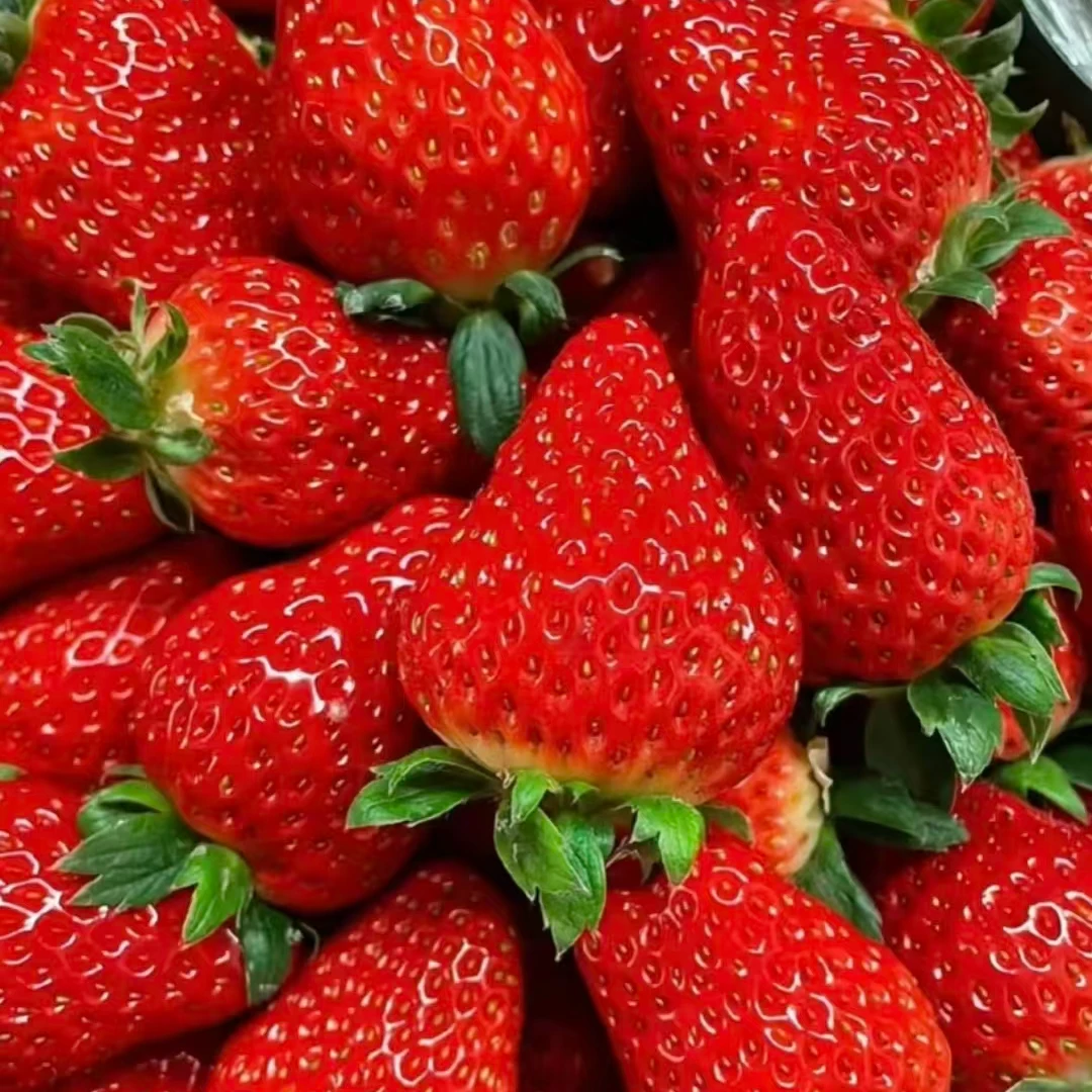 【姚姚】成都巧克力草莓 新鲜红颜草莓 香味浓郁 色泽漂亮 只发川渝