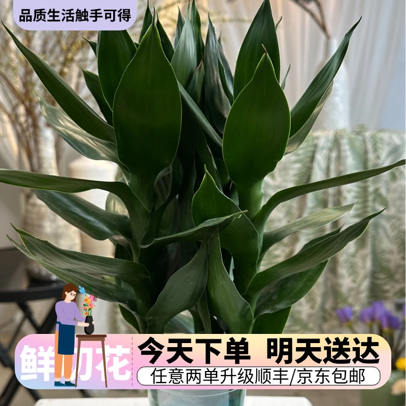 『莲花竹』今日下单明日送达 生活鲜切花同城批发直播