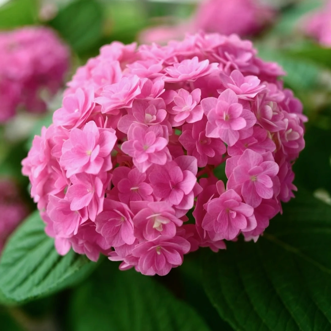 绣球太阳神殿  小5加仑 (桐)粉色 后期会变色 开花发货