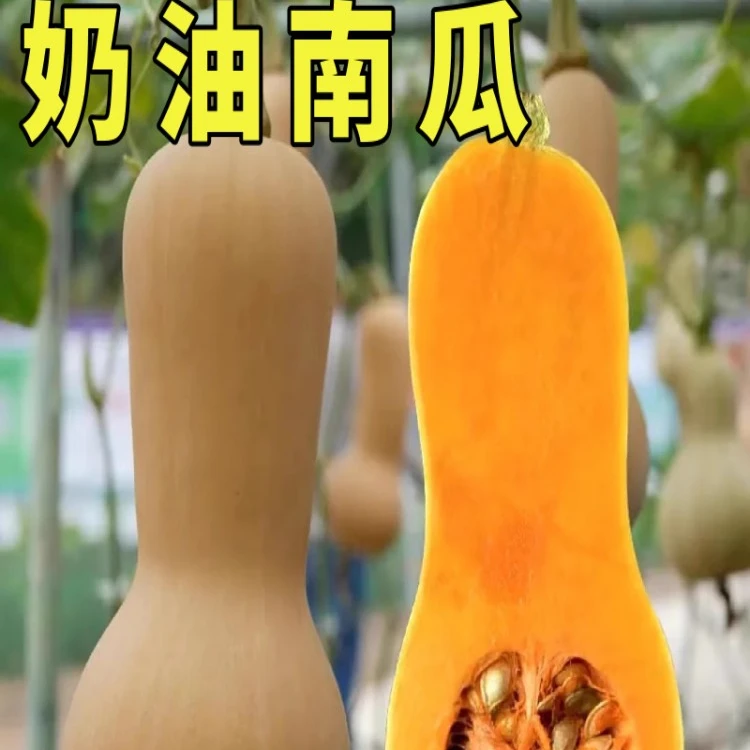 阿根廷奶油南瓜种子 甜糯板栗蜜本南瓜种籽高产特色蔬菜种子四季