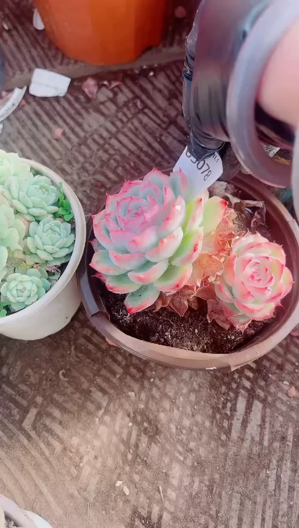 乖*兔跃跃精品多肉05078