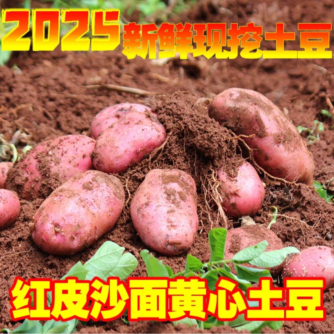 云南红皮黄心土豆新鲜现挖露天种植粉糯香面农家自种