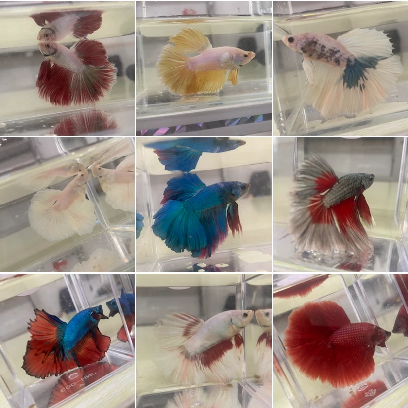 红号牌（1-100号）直播挑选鲜艳小型观赏泰国斗鱼