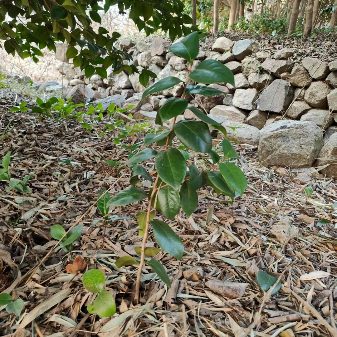 耐冬苗直径0.8cm以上 周六周日现挖发货