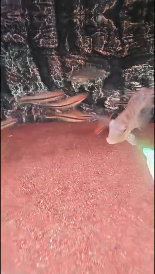 工具鱼普通一眉道人5-6厘米2只装