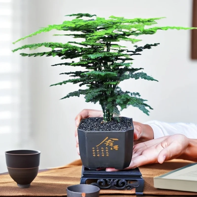 文竹盆栽新中式桌面植物四季常青好养易活室内书房防辐射绿植盆景