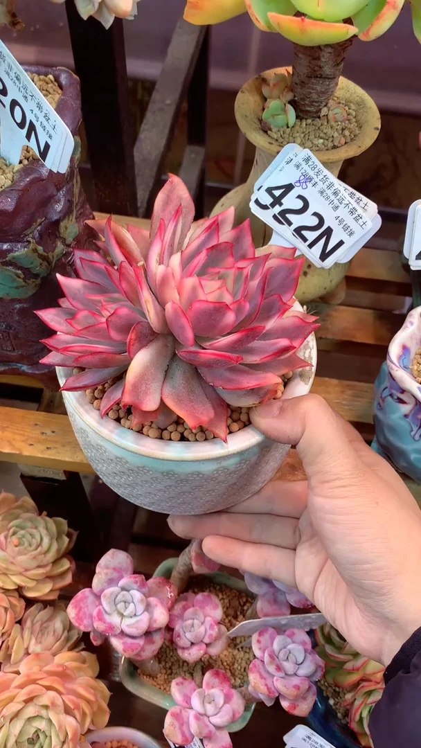 422N  (一物一拍实付满28发货，默认不带盆土）