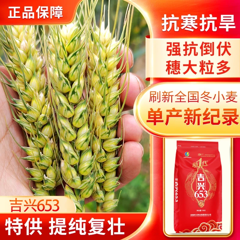 国审【吉兴653】新一代双抗锈病抗冻抗倒、免疫白粉病高产稳产
