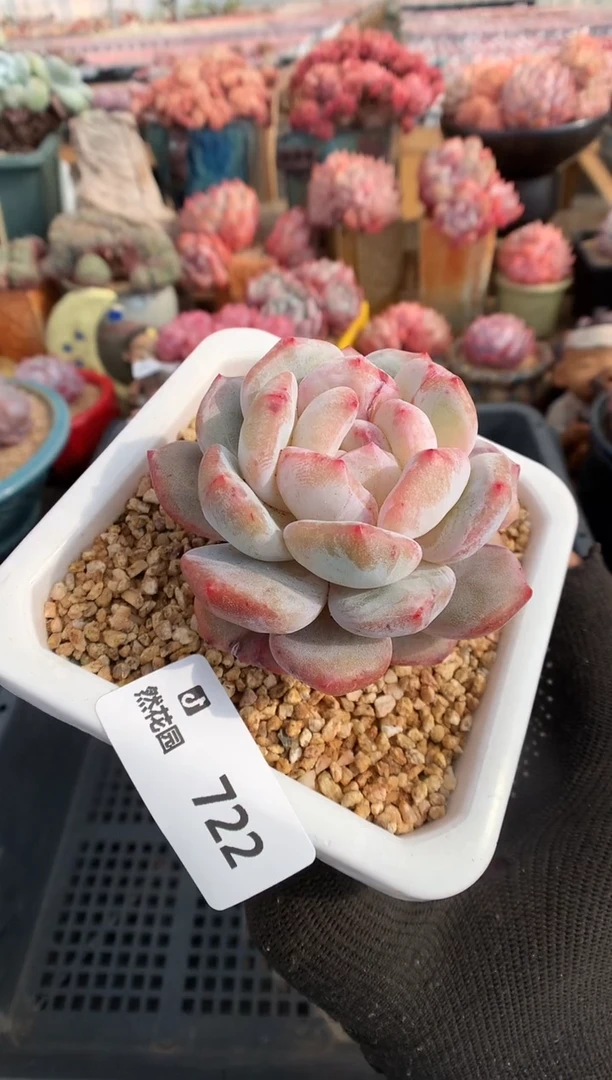 【闪购商品】722星影石化一物一拍