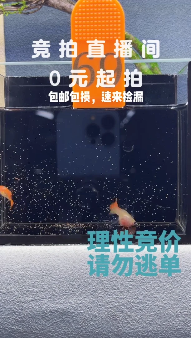 孔雀鱼深海蓝C一对编号69
