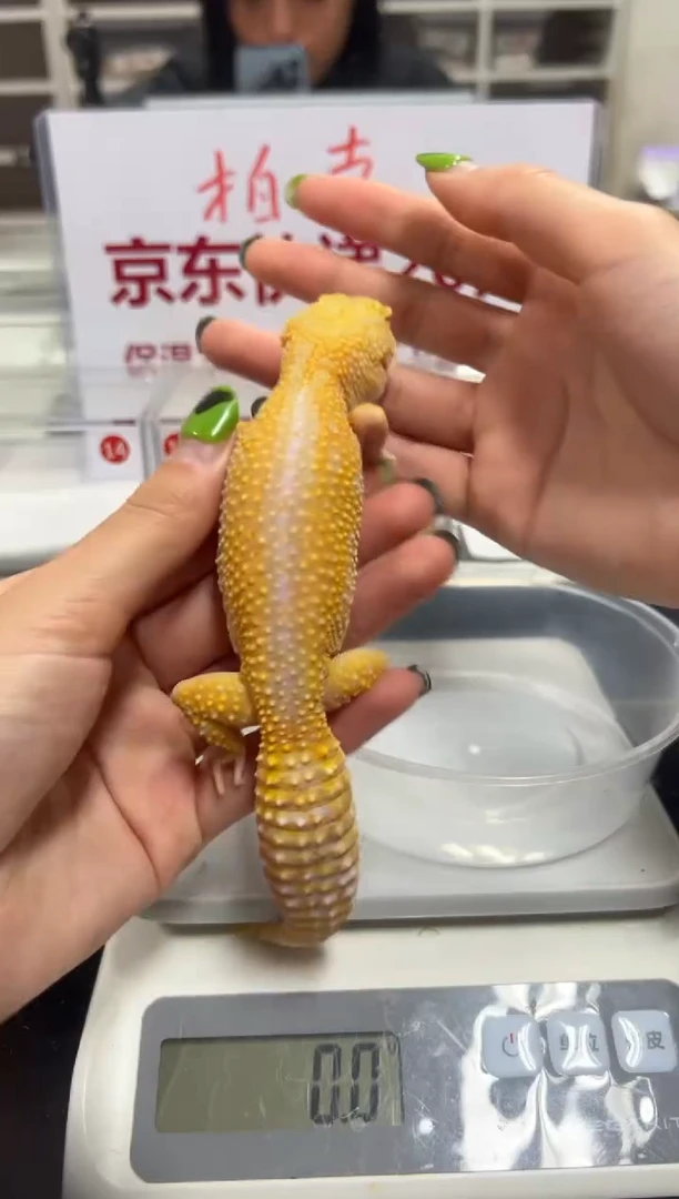 豹纹守宫0000000