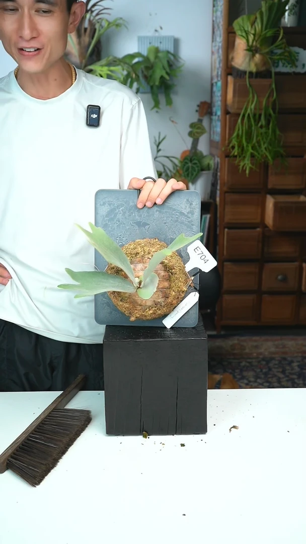 不开花植物E704-独角兽孢子苗