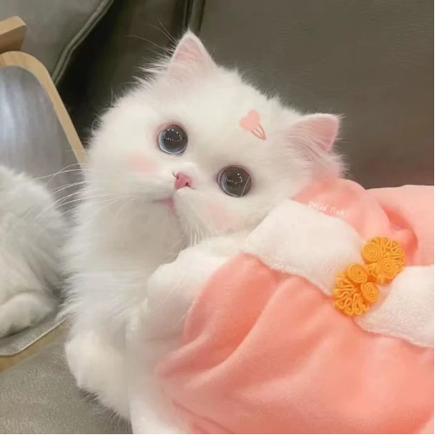 【圈喵猫舍】宠物活体猫咪链接