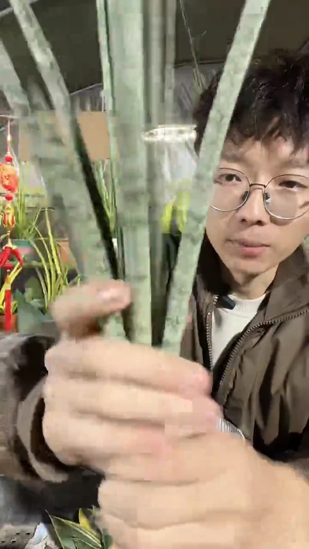 斑马虎皮兰裸根35.8