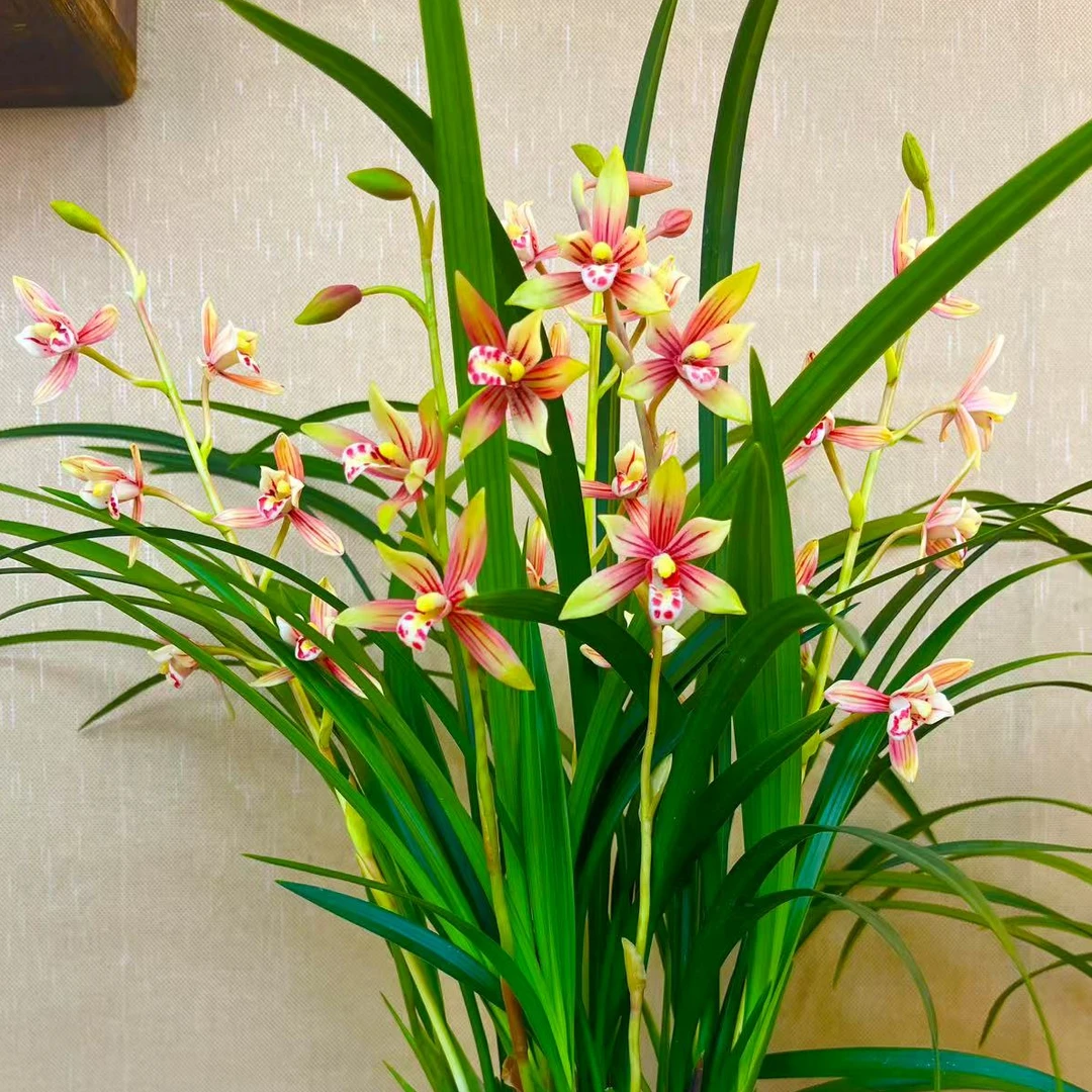 优品兰花建兰名品【贵妃醉酒带多花剑多花苞】带玉兰陶瓷盆室内浓香