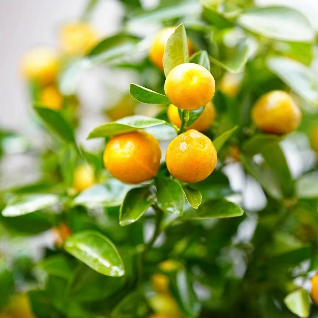 庭院别墅阳台 地栽盆栽 一物一拍