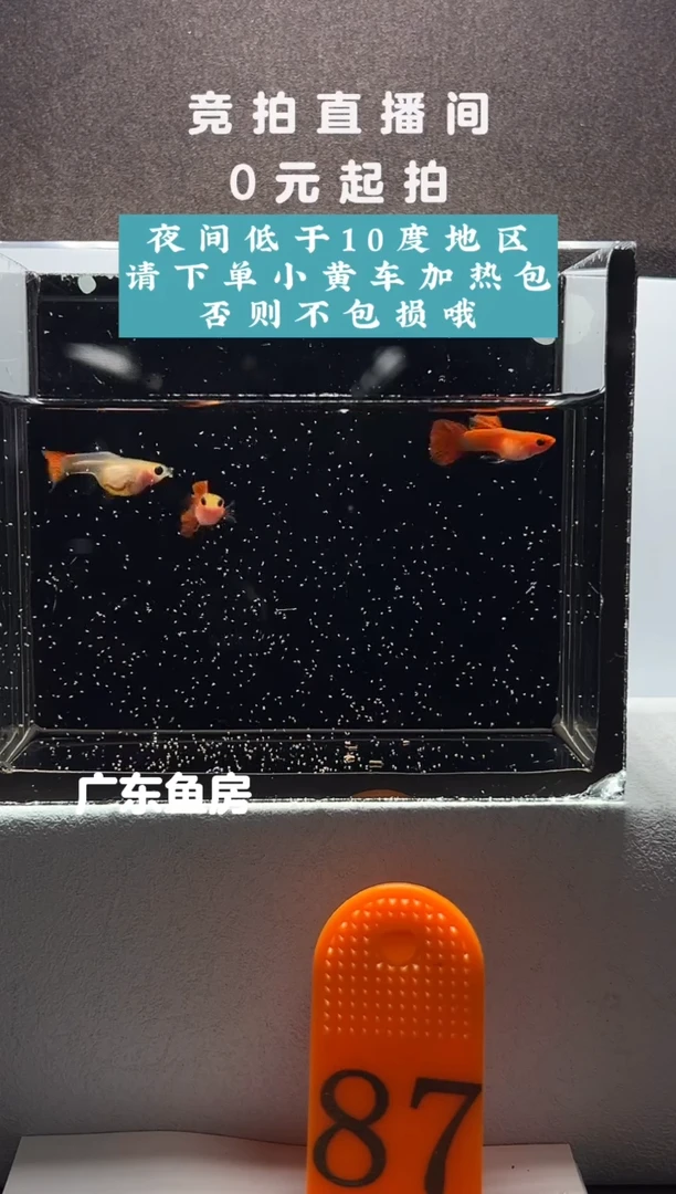 孔雀鱼赤焰精灵玻璃猫三只编号87