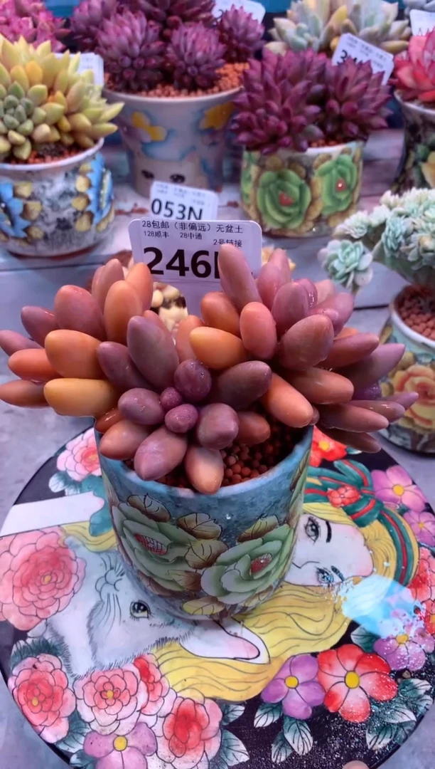 糖果美人246N（一物一拍，精品多肉，所见即所得 ）