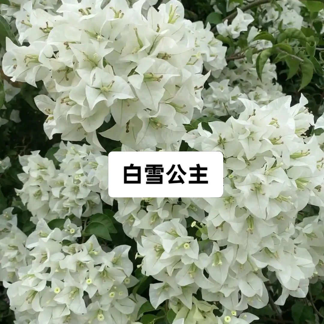 白雪公主 三角梅稀有勤花好养易货爆花原生老桩袋苗不带花发货