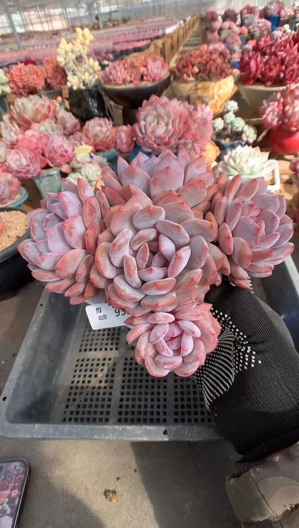 953韩橙多肉植物一物一拍