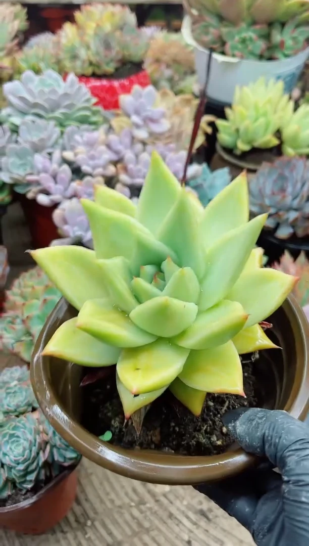 沉*15023多肉植物一物一拍