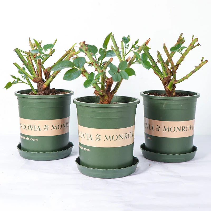 中秋好物玫瑰老桩花苗月季花大花浓香花卉盆栽观花绿植室外阳台