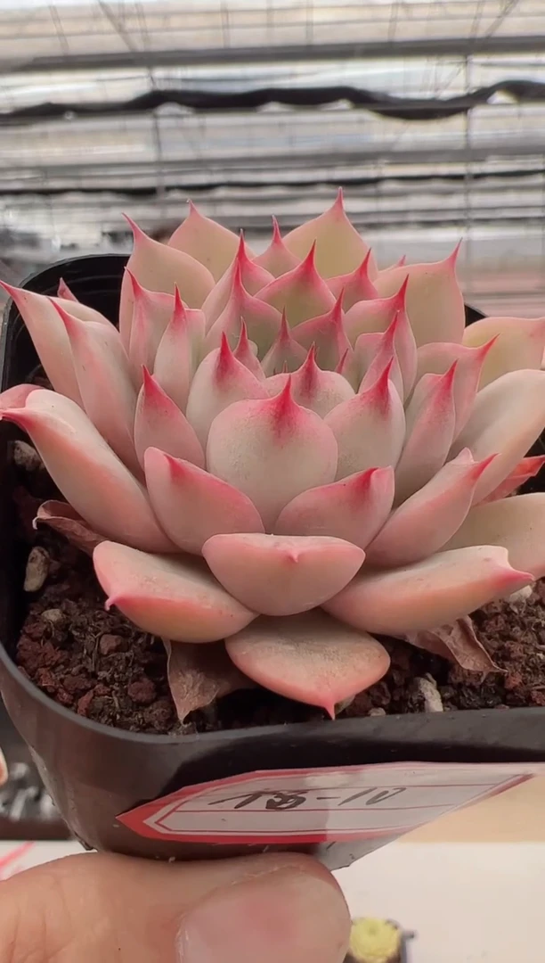 【闪购商品】福利款多肉-10