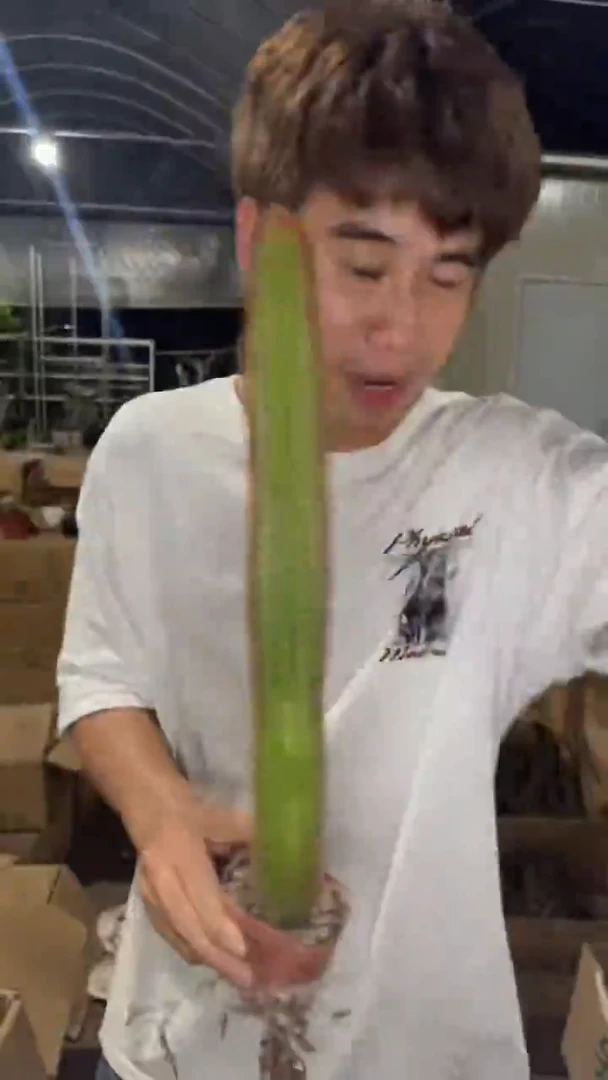 2颗 单头 大本 黄金妞【带根】