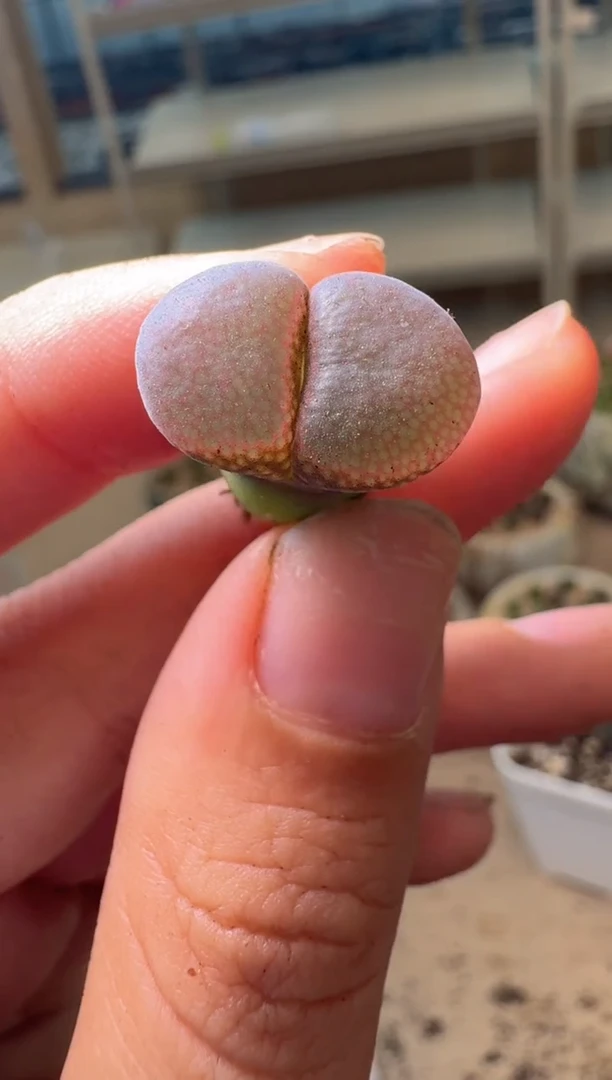 多肉植物肉锥16-310