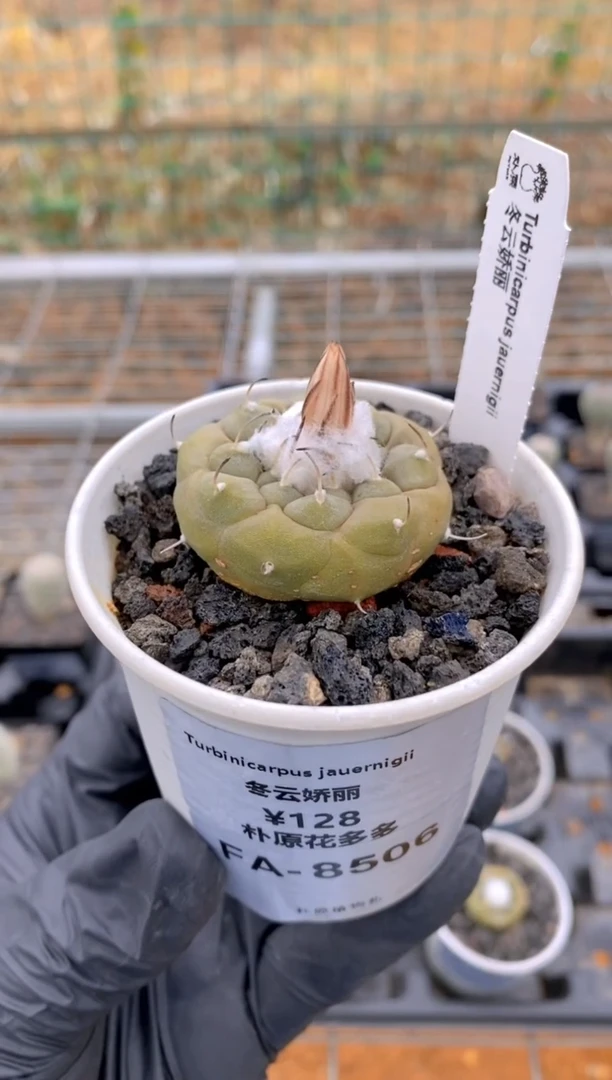 【闪购商品】冬云FA-8506