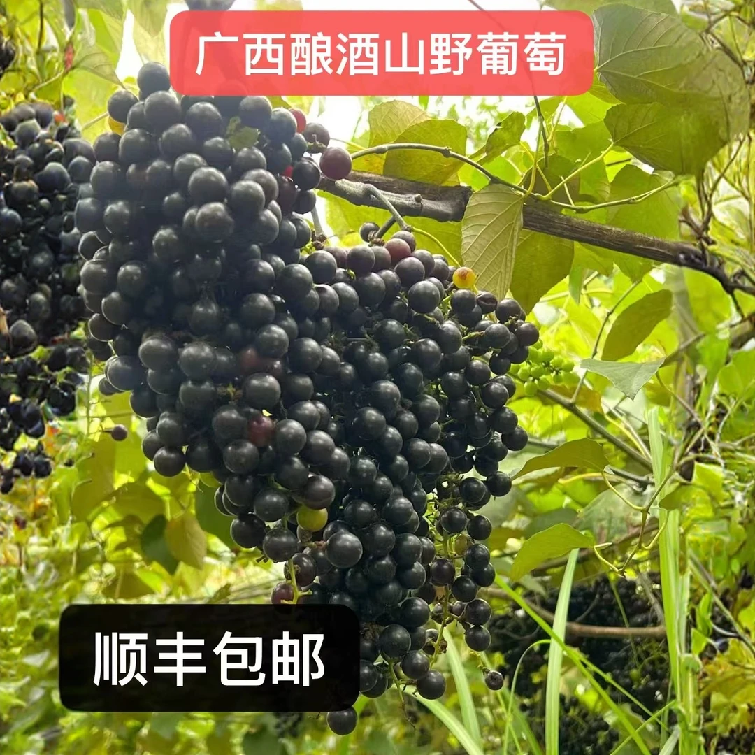 正宗广西罗城山野酿酒葡萄现摘小葡萄新鲜采摘顺丰包邮玫瑰香葡萄