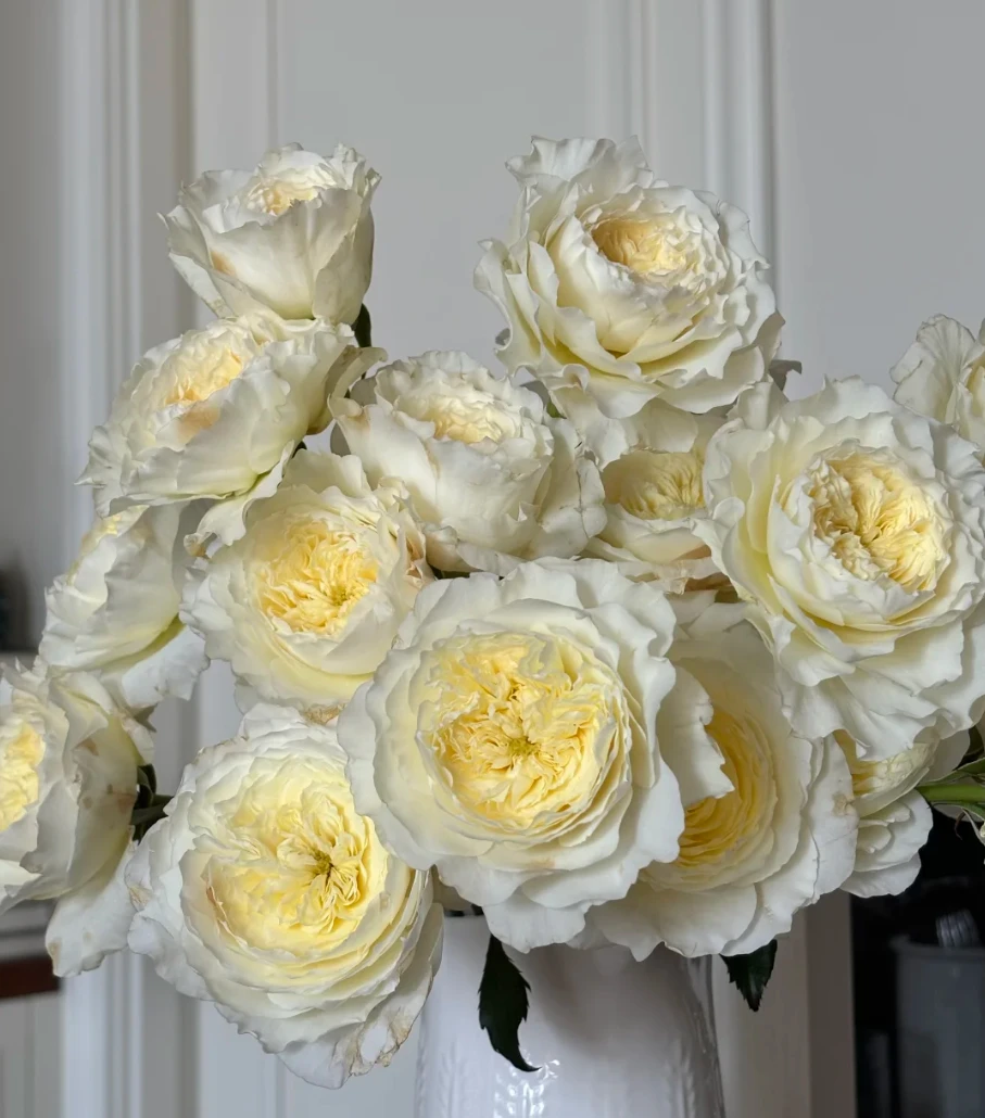 【锦上花舍】单头玫瑰耐心一单顺丰冷链/偏远地区德邦空运