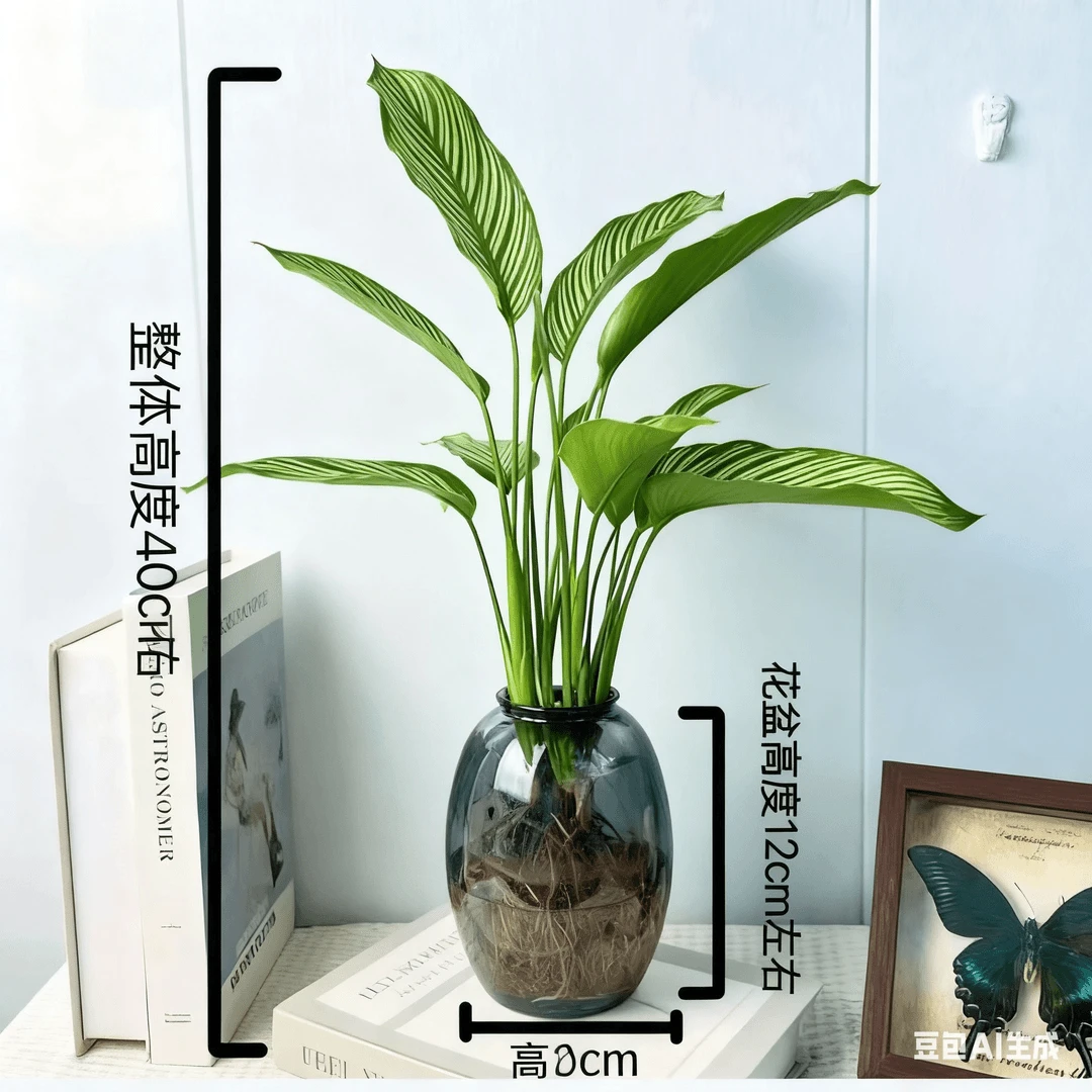 【青纹竹芋】水培好养室内美观绿植四季常青