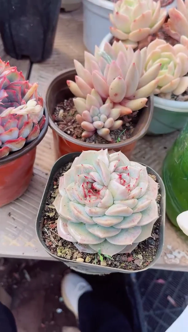 【闪购商品】19083