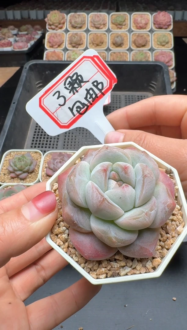 【闪购商品】115号 珍妮杂交多肉 花卉植物