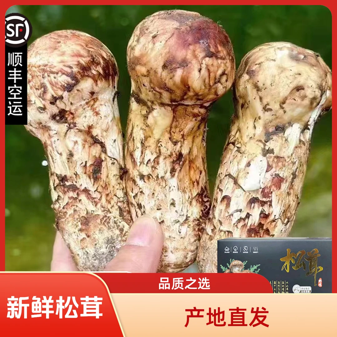 2025新鲜松茸现货雅江新鲜松茸顺丰空运四川小金松茸云南香格里拉