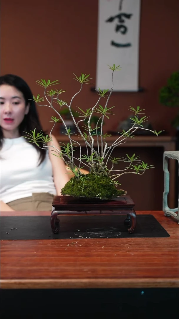 无花朵栀子花盆景盆景盆景