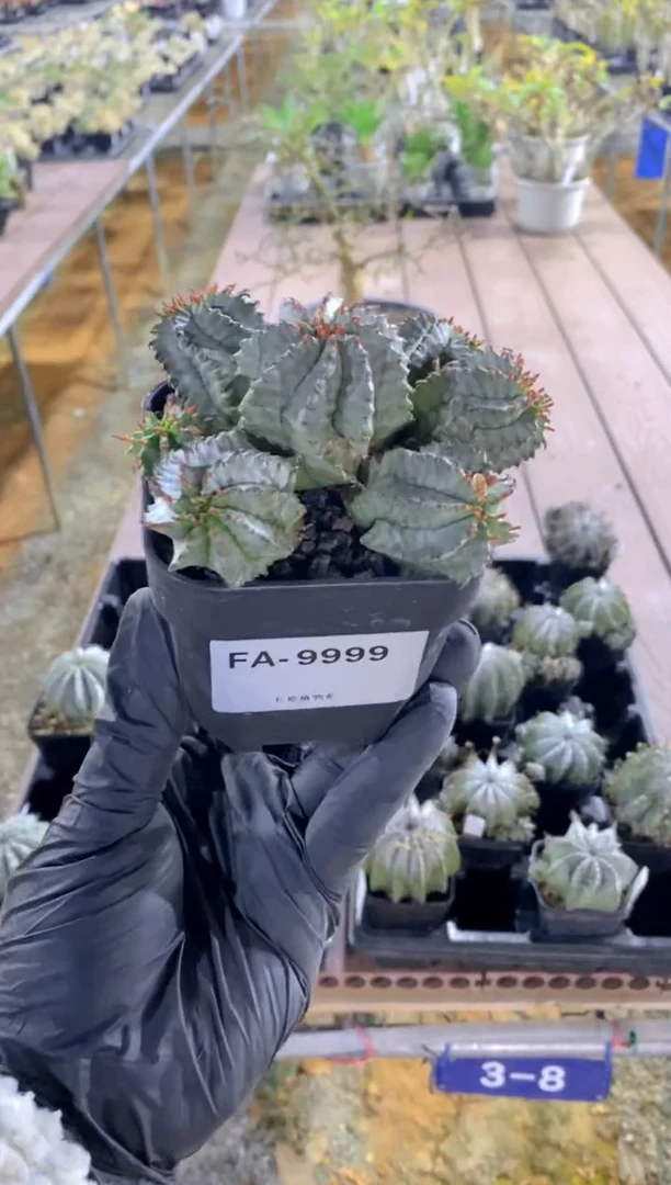 【闪购商品】魁伟玉FA-9999