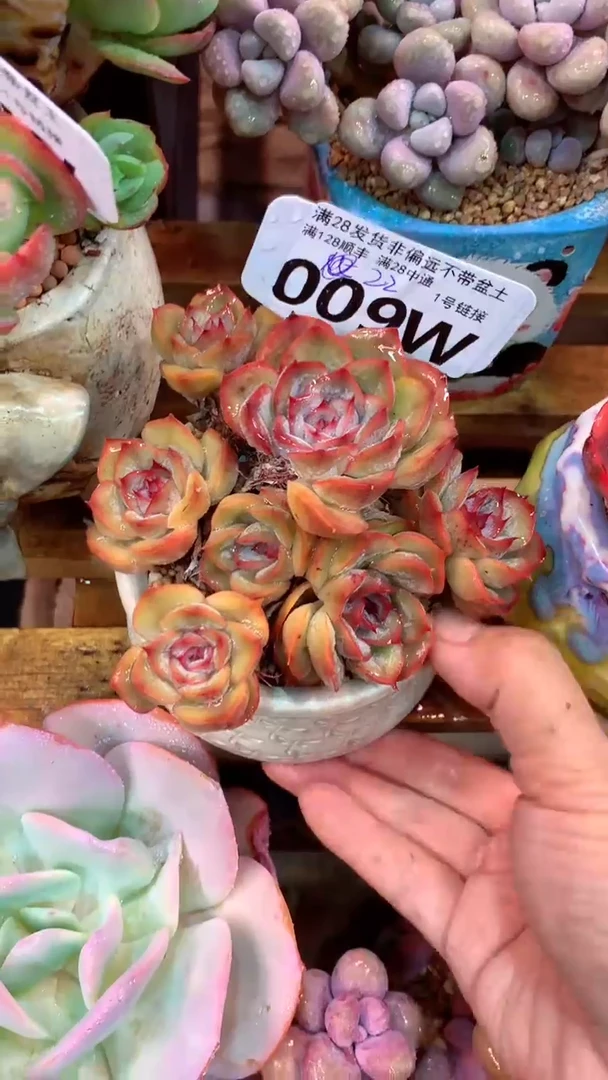 009W（一物一拍实付满28发货，默认不带盆土）