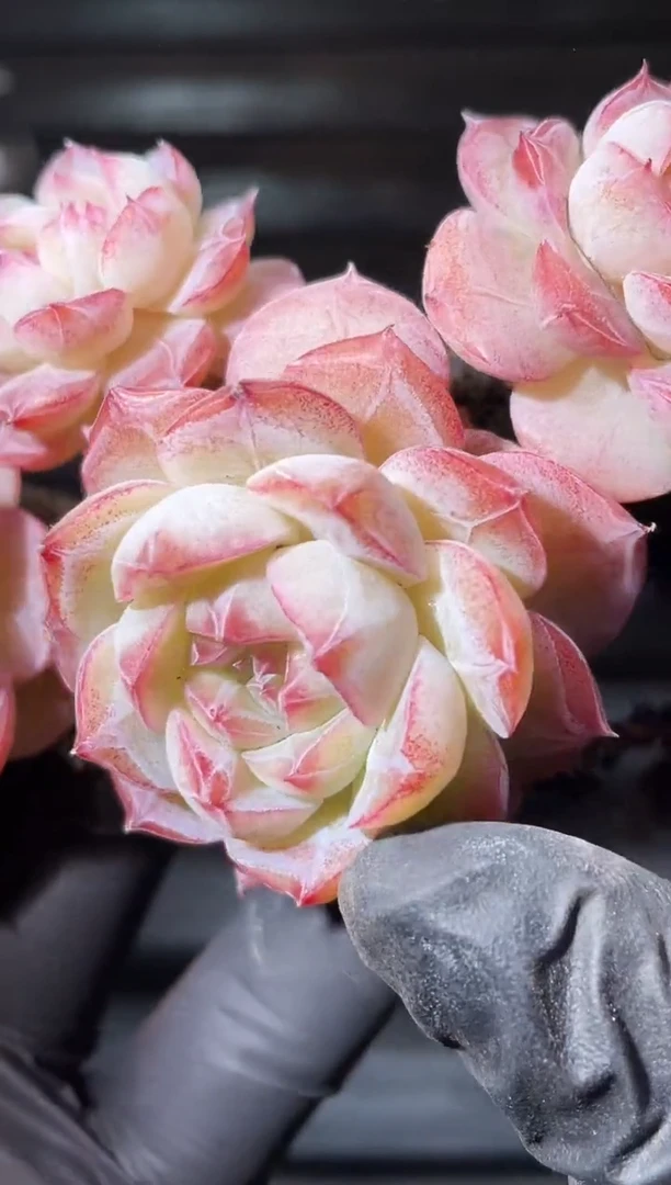 25-6十样锦群3-4厘米不包整散不包整散