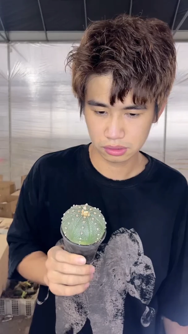 3颗 实生根 星兜 4-6cm