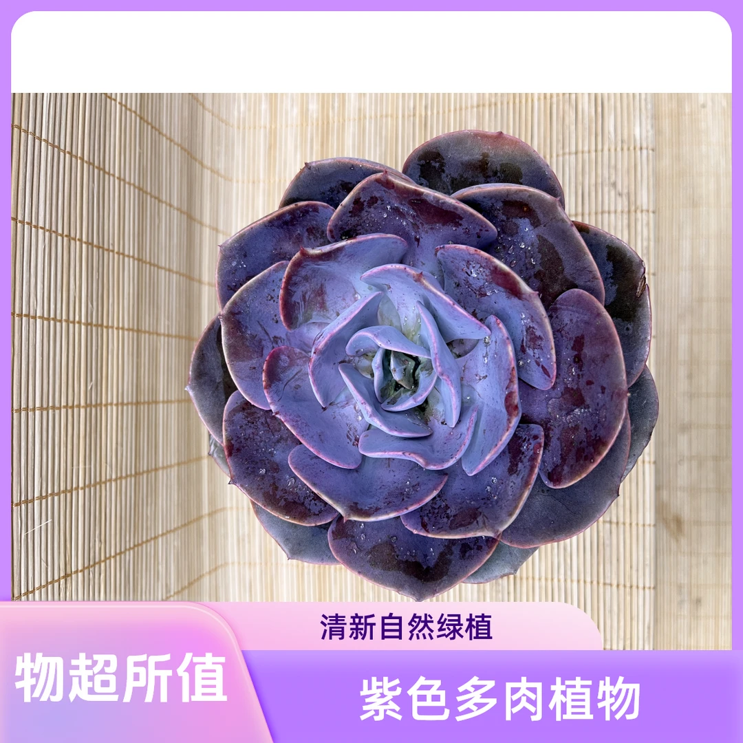 尘埃玫瑰   精品好养 拍一发四